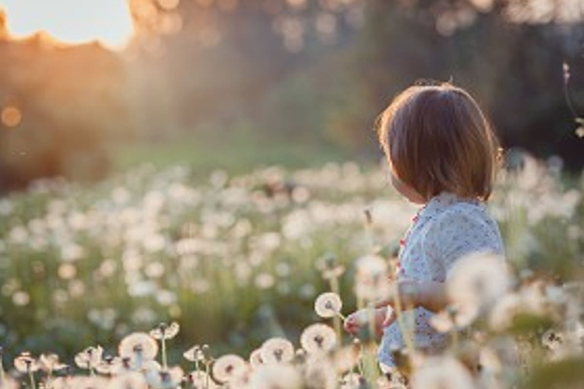 A young child standing in a field of dandelions at sunset